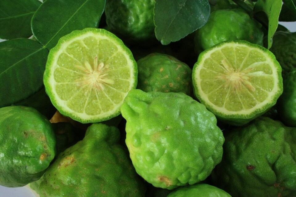 Kaffirlime er opprinnelig fra Indonesia, men er mye brukt i thailandsk mat. Kaffirlime er opprinnelig fra Indonesia, men er mye brukt i thailandsk mat.