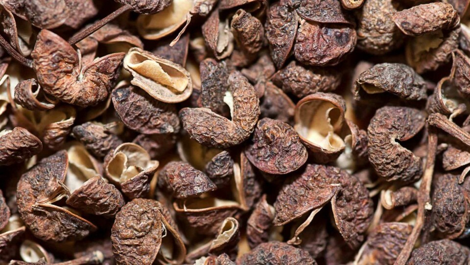 Nye peppertyper, som timutpepper, har begynt å få innpass i desserter og bakverk. Nye peppertyper, som timutpepper, har begynt å få innpass i desserter og bakverk.