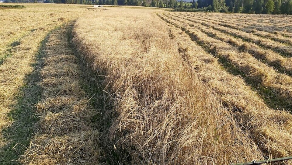 SVERDJERUG: Svedjerug på Nedre Skinnes Gård.