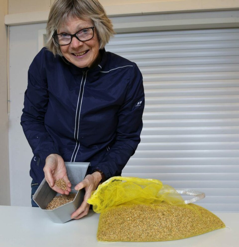 Professor Anne Kjersti Uhlen er godt fornøyd med kvaliteten på årets høsthvete. Professor Anne Kjersti Uhlen er godt fornøyd med kvaliteten på årets høsthvete.