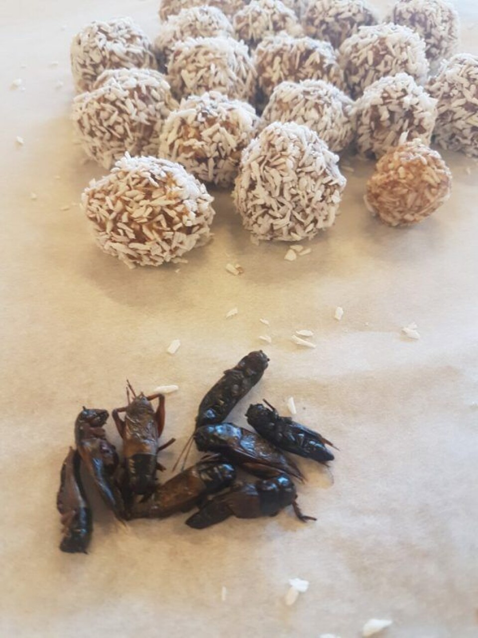 Elevene lagde blant annet kokosboller med insekter i. Elevene lagde blant annet kokosboller med insekter i.