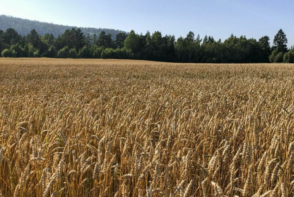 Årets kornhøst har vært svært dårlig. Den samla norskandelen i matmjølet forventes å havne på 31 prosent. For hvete er norskandelen anslått å bli 29 prosent.