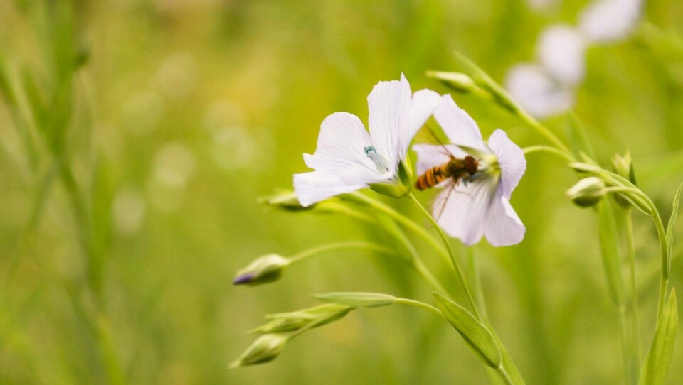 Linplanten har fine blomster som bier ogflere andre insekter trenger til pollinering.