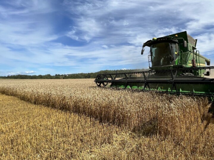Felleskjøpet Agri markedsregulator justerer ned sine forventinger til årets kornhøst, blant annet med antatt lavere matandel i hvete.