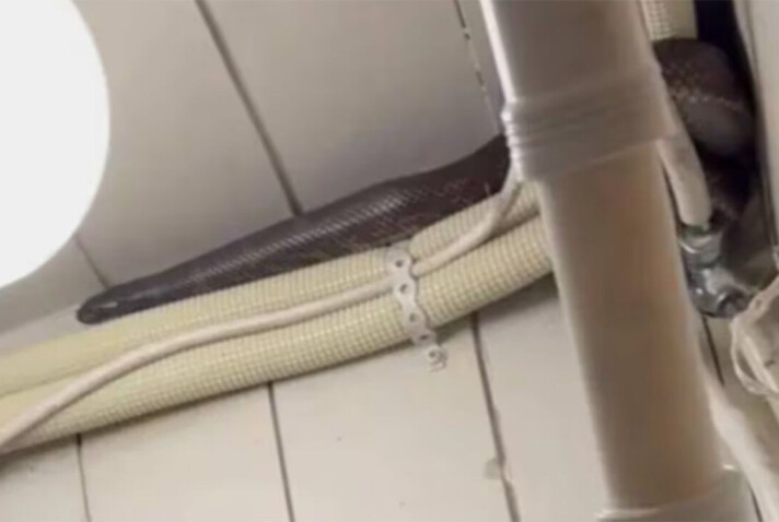 Denne slangen kom seg inn på toalettet hos Bergshaven Bakeri og Konditori.