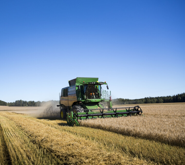 For å sikre at flere bønder kan satse på hvete, må det bli mer lønnsomt og mindre risikofylt å dyrke denne kornarten, sier styreleder Anne Jødahl Skuterud i Felleskjøpet Agri.