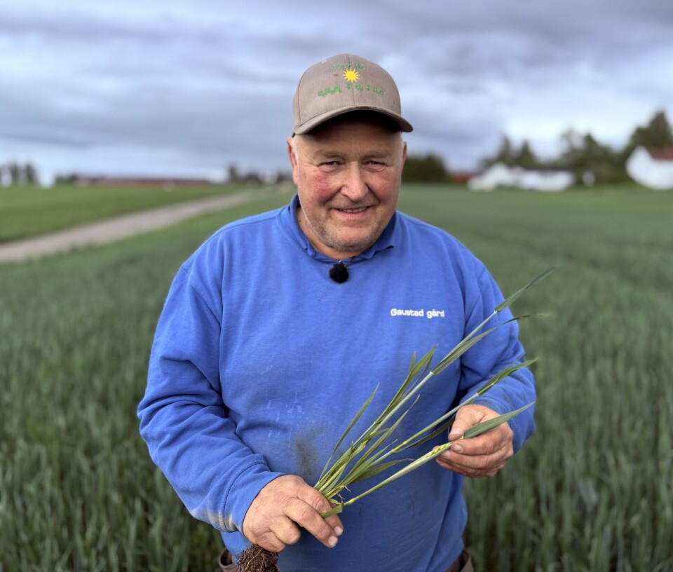 Den høstsådde hveten er allerede kommet langt hos Olav Vold.