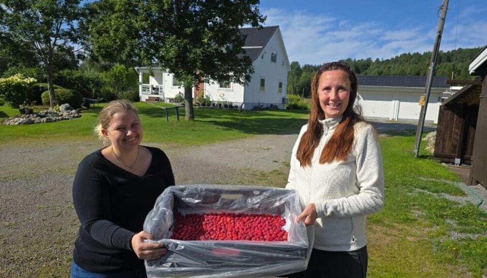 Lokale og «gærgo’e» bringebær er plukket på gården til Anette Bakken (t.h.) på Eierholen i Åsnes. Her sammen med vår konditorlærling Linn, som også var med å transportere kaken og dekorere den ferdig på Farris Bad i Larvik.